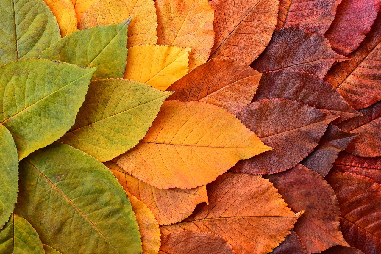 Embracing The Inevitable: Why Understanding Change Management is Crucial to Thriving in the Modern Workplace